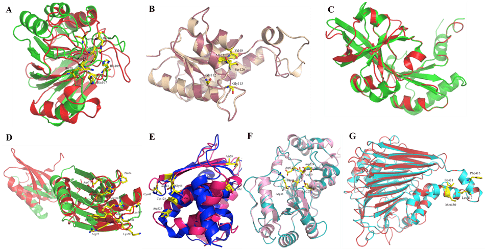 Figure 3. Structure-based deleterious mutation counts for ARSB, comparing destabilizing and stabilizing predictions across tools.