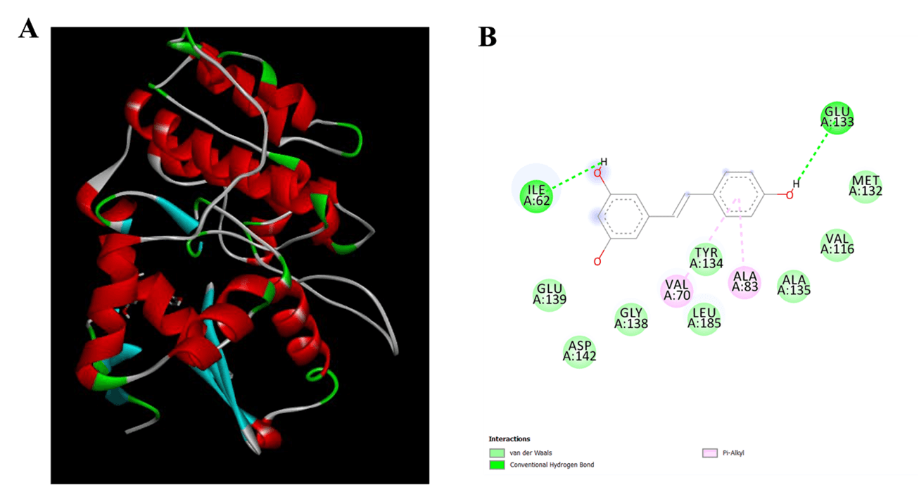 Figure 1. Molecular docking of RV with MARK4; 3D and 2D interaction views.