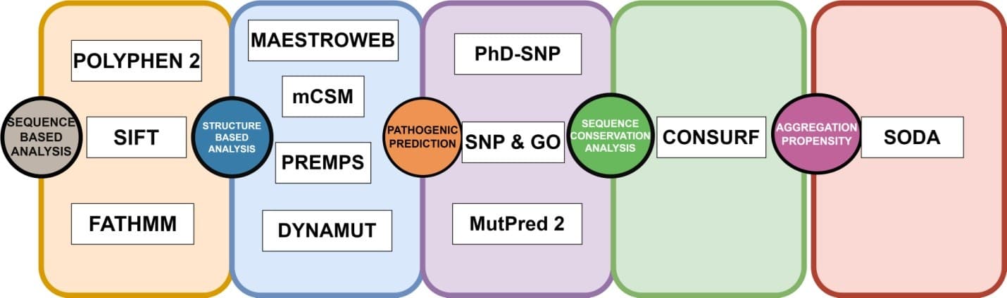 Figure 2. A recap of the computational approaches used to anticipate harmful mutations in the GUSB at both structural and functional levels.