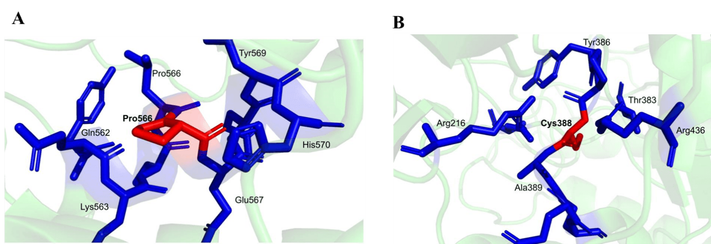 Figure 6. Analysis of specific mutations: (A) leucine residue 566 mutated to proline and (B) tyrosine to cysteine at position 388.