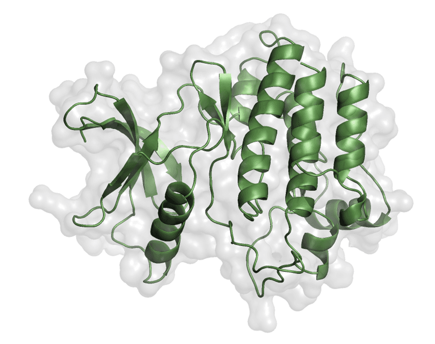 Figure 2. Prepared kinase domain of EphA1 shown in PyMOL.