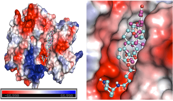 Figure 4. Potential surface representation of EphA1 complexes with ZINC12660859 (cyan) and ZINC12661003 (magenta).