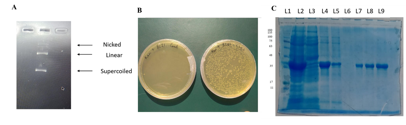 Figure 5. (A) Restriction digestion of the isolated plasmid, lane 1 showing the nicked, linear, and supercoiled form of DNA. (B) Transformed E. coli BL21 colonies on an LB agar plate. (C) Purified CDK6 protein, eluted with 150 mM imidazole-containing elution buffer.