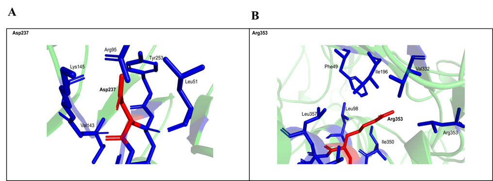 Figure 6. Mutant structure (A). Alanine mutated to Aspartic acid and (B). Tryptophan mutated to Arginine.