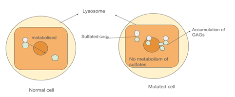 Figure 7. ARSB mutation can cause accumulation of sulfated GAG in the lysosome, which may result in a lysosomal disorder.