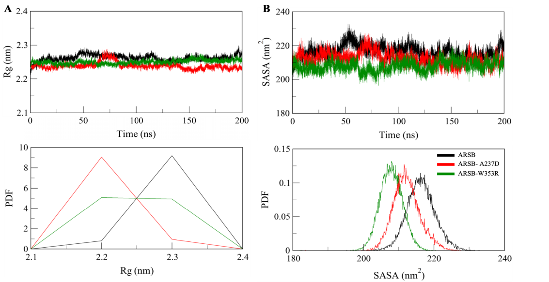 Figure 8. Radius of Gyration (Rg) analysis indicating changes in compactness of wild-type and mutant ARSB proteins over time.