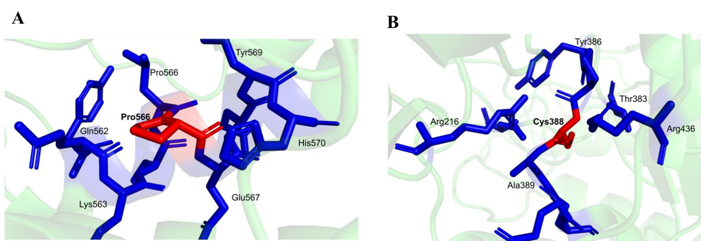 Figure 6. Analysis of Specific mutation (A). Leucine residue 566 mutated to Proline and (B). Tyrosine to Cysteine at position 388.