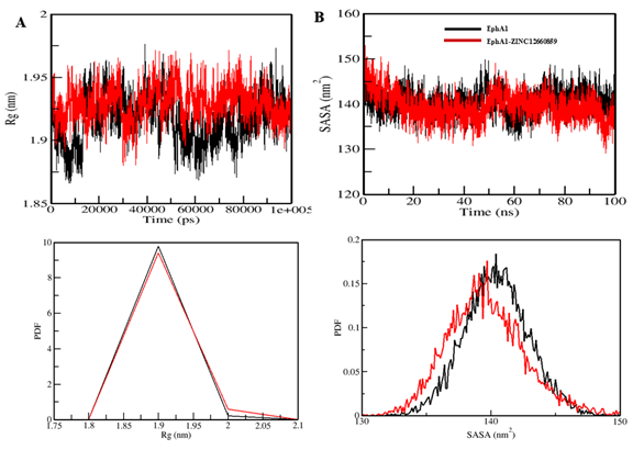 Figure 6. Analysis of the structural compactness and folding of EphA1 upon interaction with ZINC12660859. The changes in radius of gyration (Rg) and solvent-accessible surface area (SASA) are presented in plots A and B, respectively.